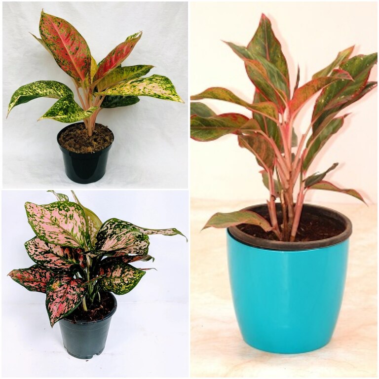 Impressive Aglaonema  Pack Of 3 Plant Top 3 Plants  Impressive Aglaonema  Pack Of 3 Plant Top 3 Plants